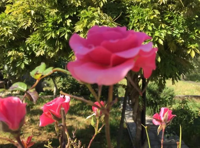 Enea Alojamento de Acomodação e Pequeno-almoço